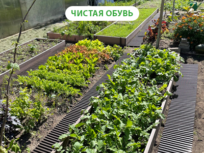 трапики